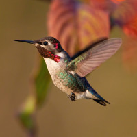 Bee Hummingbird